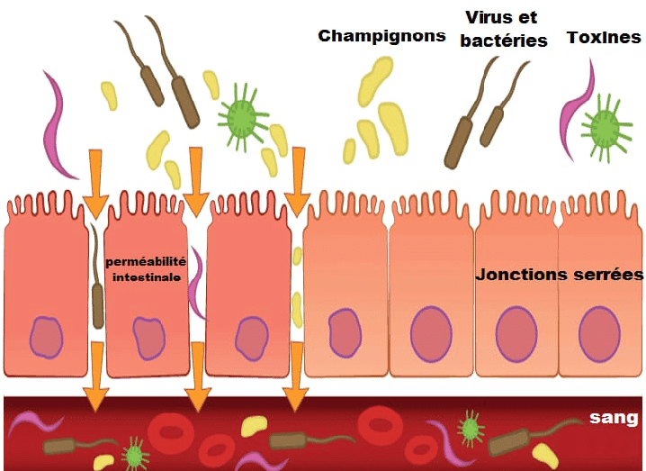 candidose candida albicans