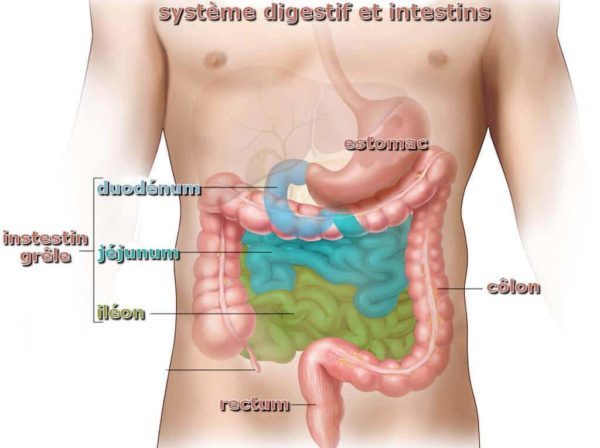 Syndrome de l'intestin irritable - COCONATURO naturopathe Toulon