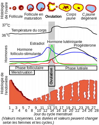 cycle féminin